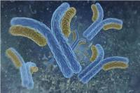 防御素β1/Defensin β1抗体