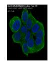 Goat Anti-Rabbit IgG (H+L) Alexa Fluor 488产品图