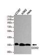 CDX2 Mouse mAb