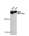 DNA-PKcs Mouse mAb