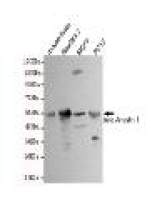 β-Arrestin 1 Mouse mAb