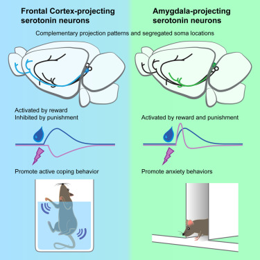 【前沿资讯】JAHA：突破！科学家阐明高血压与糖尿病之间的关联