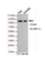 CD54(ICAM-1) Mouse mAb