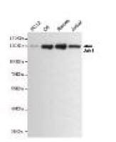 Jak1 Mouse mAb