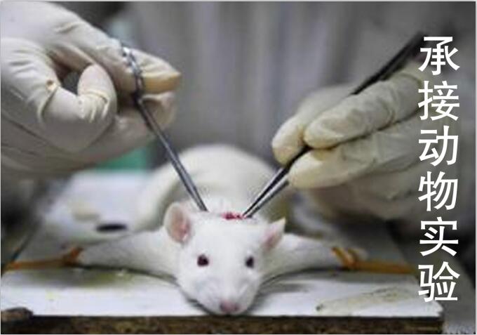 PDX肿瘤模型小鼠