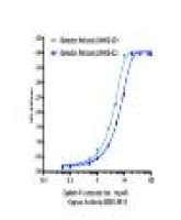 Cystatin C Mouse mAb
