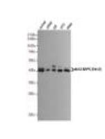 p44/42 MAPK (Erk1/2) Mouse mAb