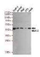 Rabbit IgG Mouse mAb