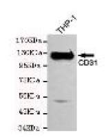 CD31 Mouse mAb