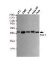 FEN-1 Mouse mAb