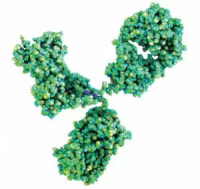 卵泡刺激素结合蛋白2抗体