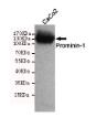 Prominin-1 Mouse mAb