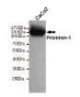 Prominin-1 Mouse mAb