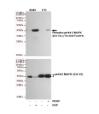 Phospho-p44/42 MAPK (Erk1/2) (Thr202/Tyr204) Mouse mAb