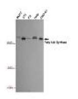 Fatty Acid Synthase Mouse mAb