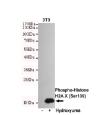 Histone H2A.X(Phospho-Ser139) Mouse mAb