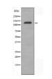 ADAMTS19 Antibody