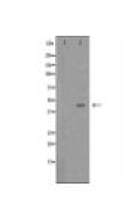 ADIPOR1 Antibody