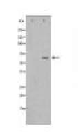 AIFM1 Antibody