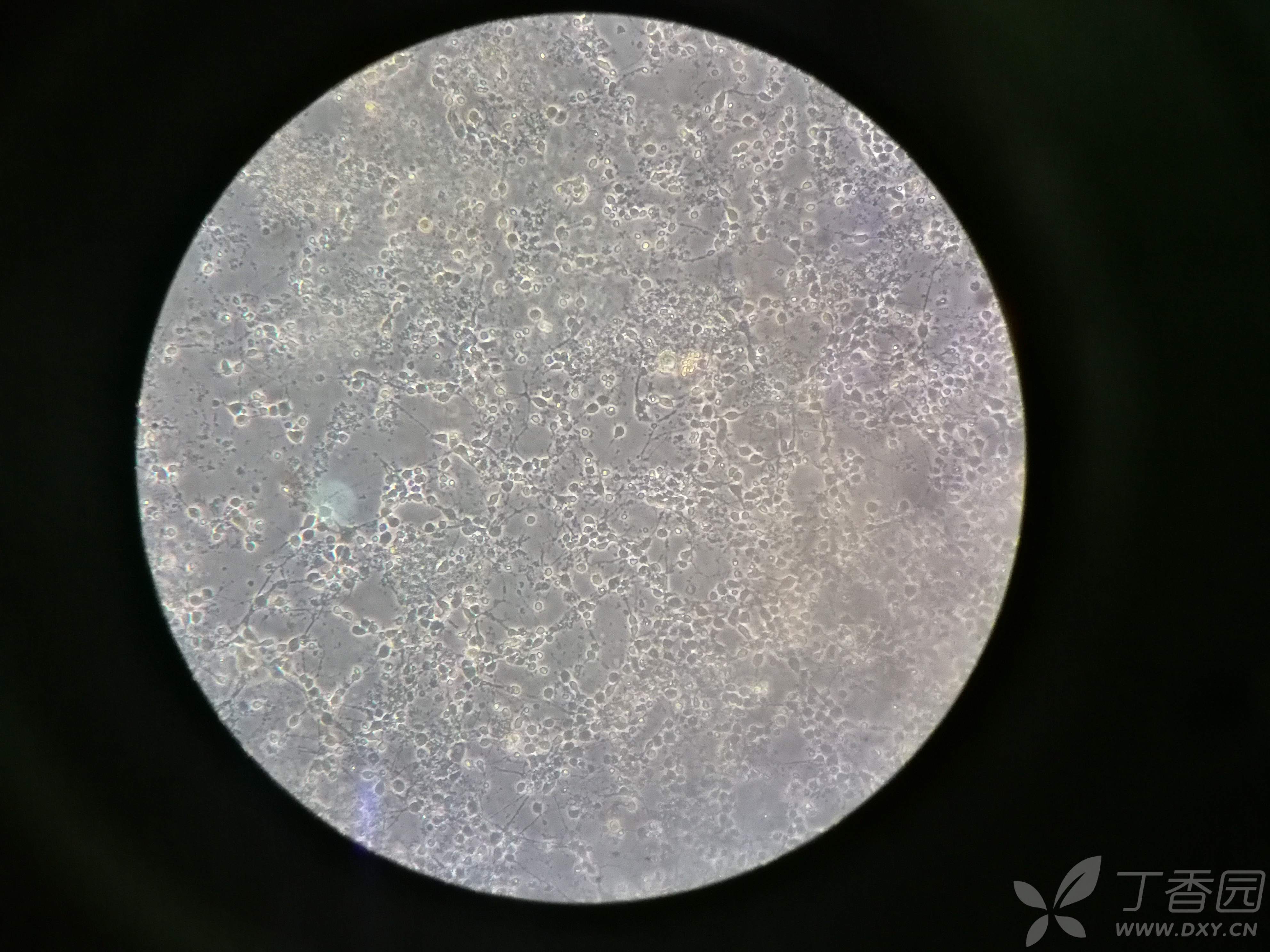 神经生物学讨论版 细胞培养 帖子详情