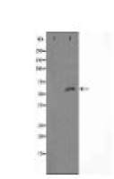 ARFGAP1 Antibody