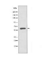 BMP8B Antibody