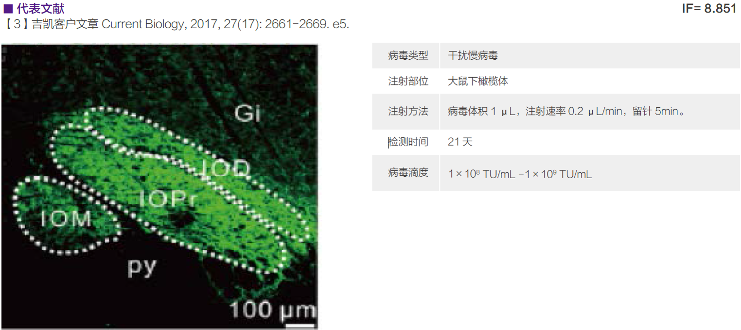 慢病毒应用于在体注射