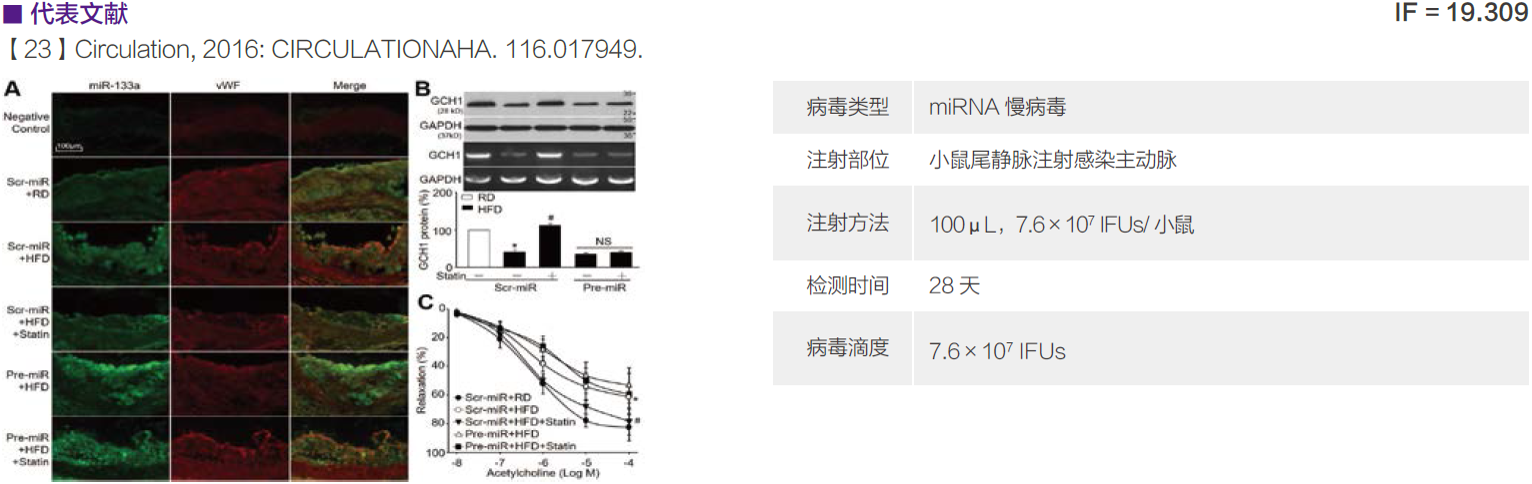慢病毒应用于在体注射