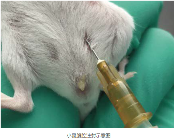 慢病毒应用于在体注射