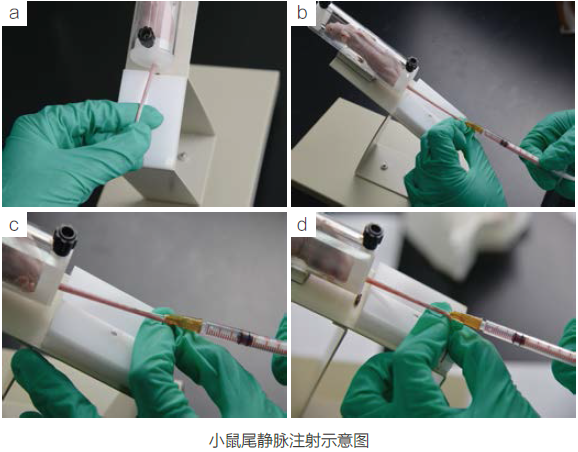 慢病毒应用于在体注射