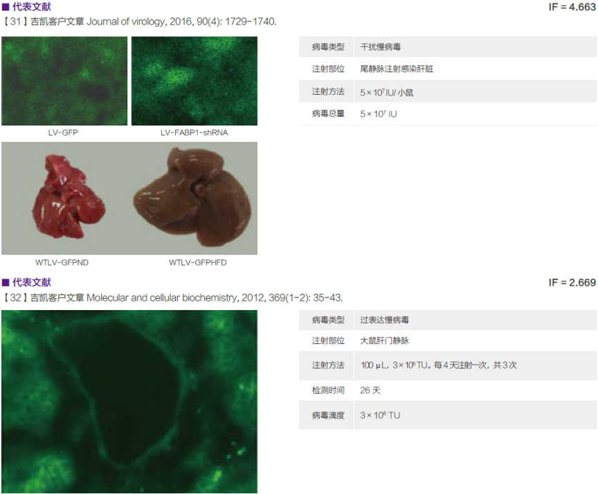 慢病毒应用于在体注射