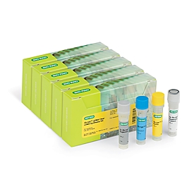 iScript™ gDNA Clear cDNA Synthesis Kit, 100 x 20 µl reactions #1725035