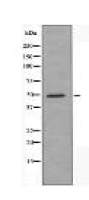 CADM1 Antibody