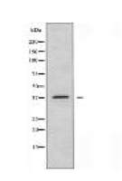 CA3 Antibody