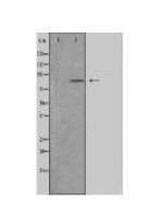 CDH3 Antibody