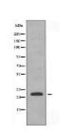 CEBPG Antibody