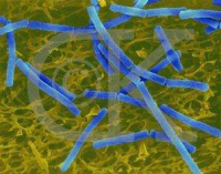 真姬菇（斑玉蕈，海鲜菇）