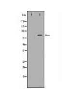 CD44 Antibody