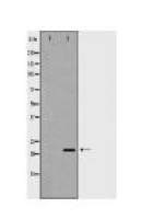 CLDN11 Antibody