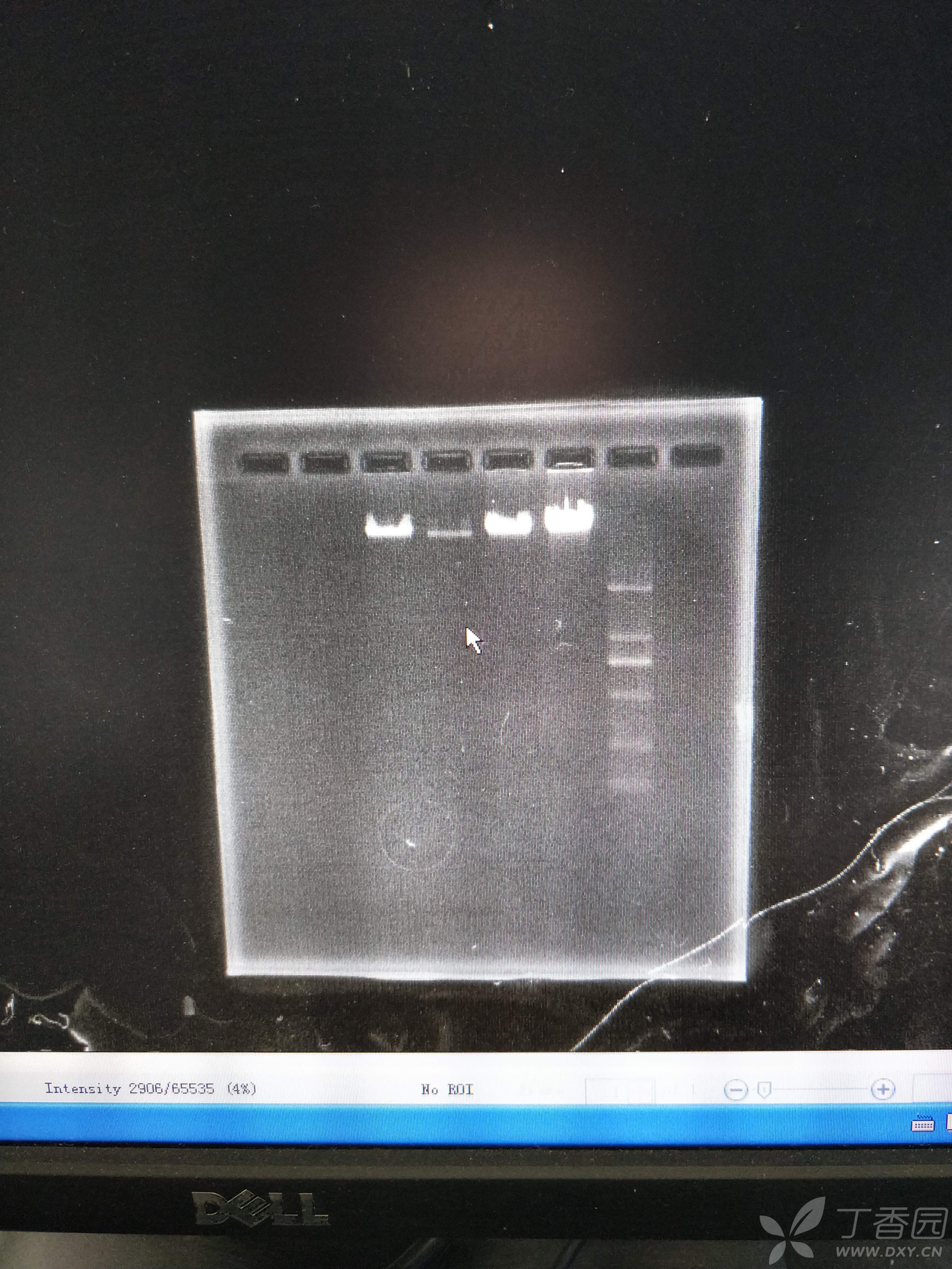 求助,这样的凝胶电泳结果是否说明dna降解了?