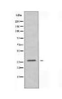 CLDN6 Antibody
