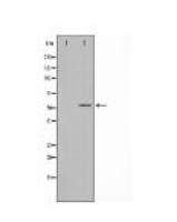 CREB3L2 Antibody