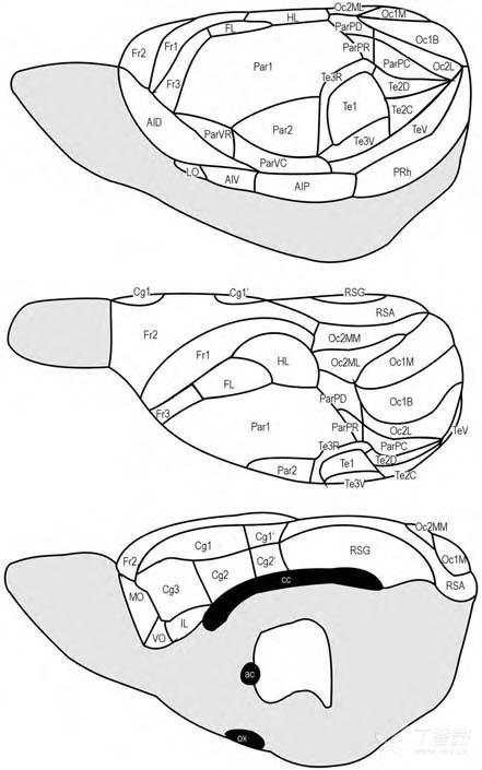 【求助】大鼠脑皮质分区