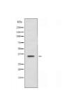 DGAT2L6 Antibody