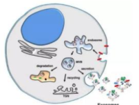 Purified Anti-human CD9 Antibody