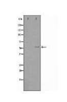 Cytochrome P450 1A1/2 Antibody