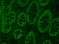 FITC标记的羊抗小鼠IgG