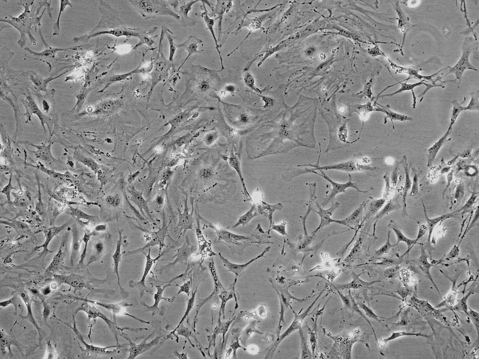 266-6 鼠胰腺腺泡癌细胞