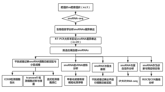 snoRNA测序