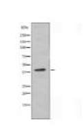 EIF2S2 Antibody